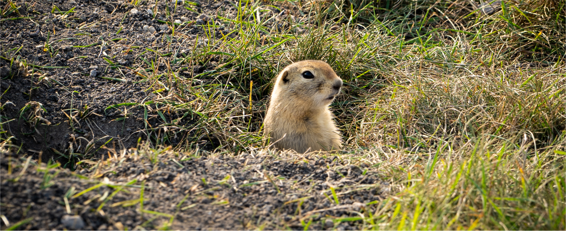 A ground squirrel stands in a grassy area, looking to the right.